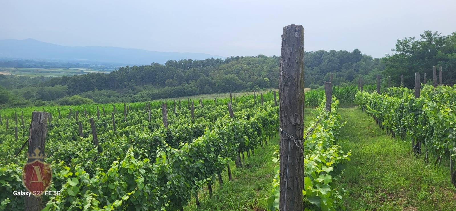Vinograd na prodaju